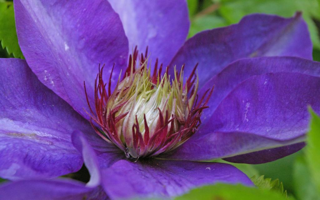 紫色铁线莲特写