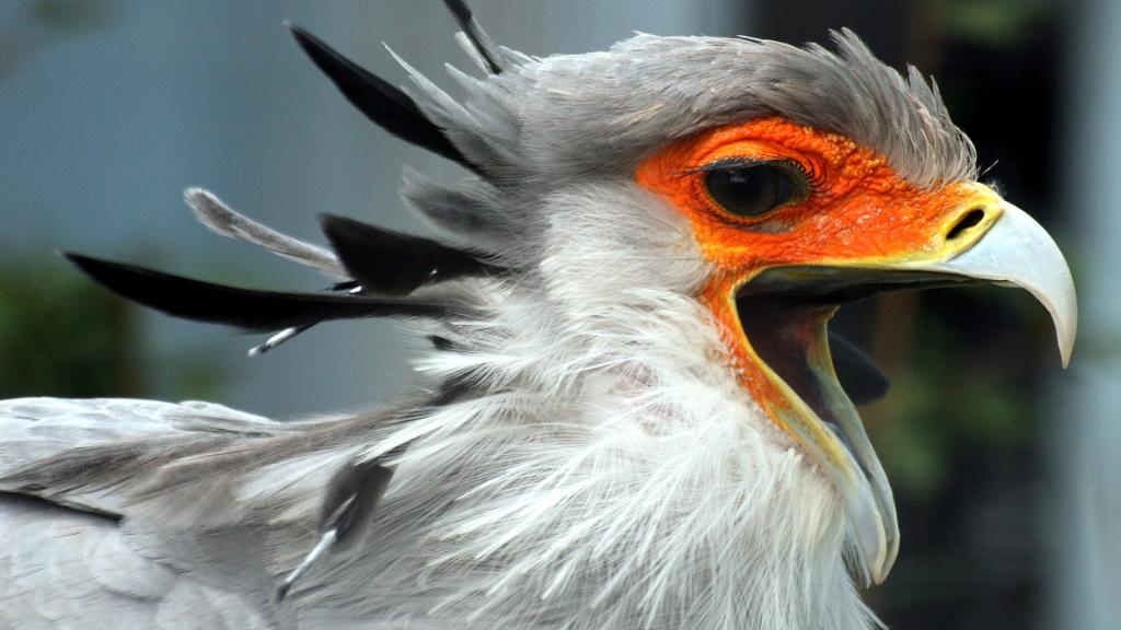 大型陆栖猛禽蛇鹫