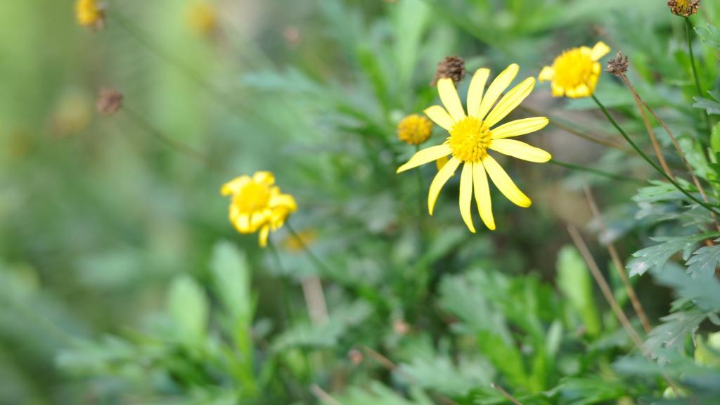 花园里盛开的鲜花