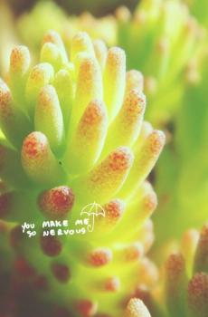 小清新唯美多肉植物-4