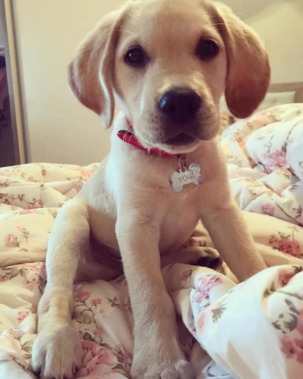 温和的拉布拉多