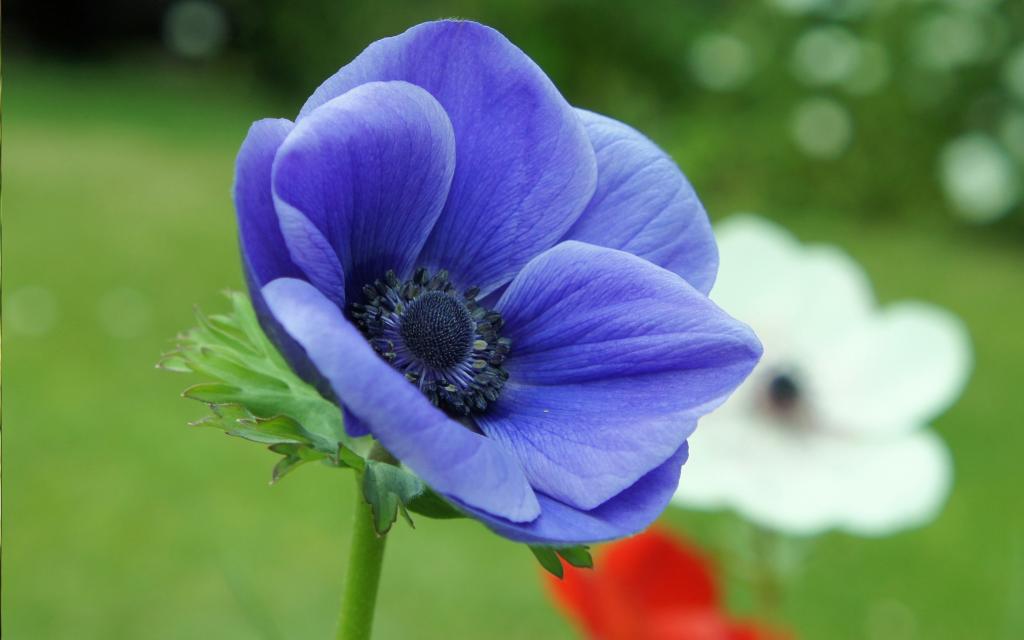 紫色冠状银莲花