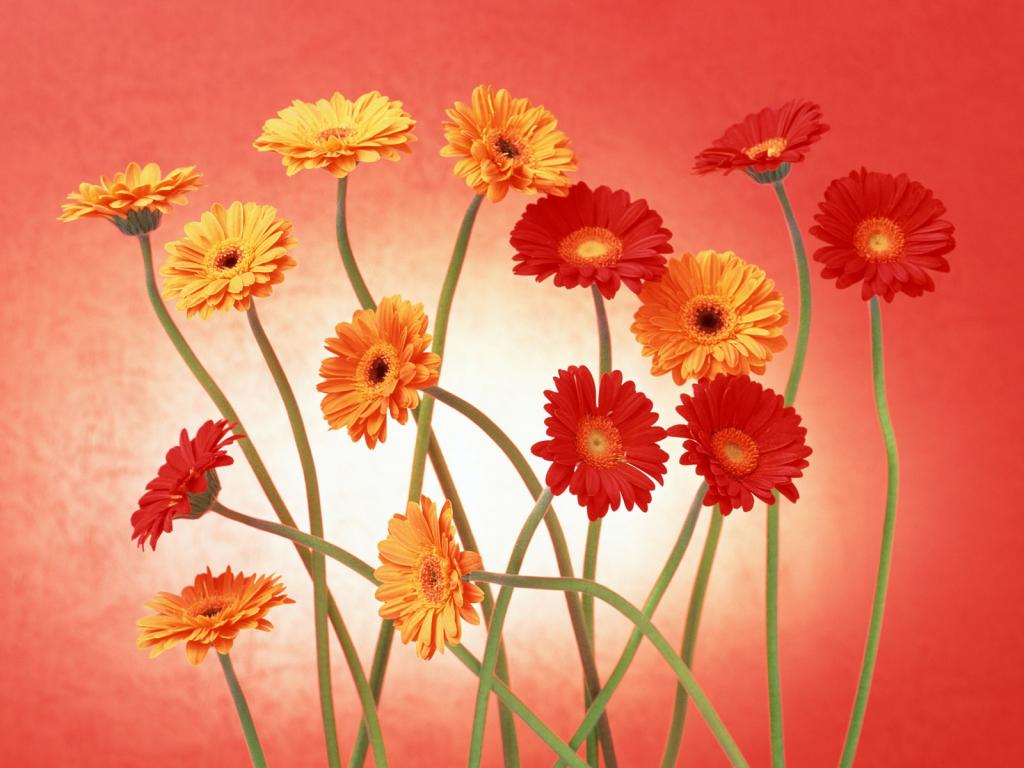 五颜六色鲜菊花