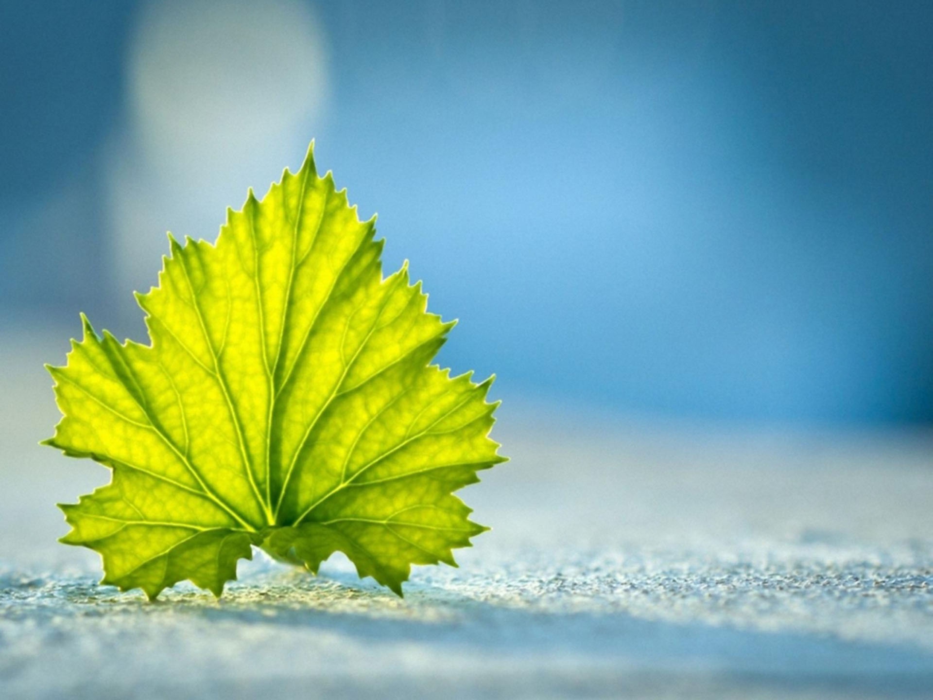 唯美绿叶植物护眼微距摄影,高清图片,电脑桌面-壁纸族