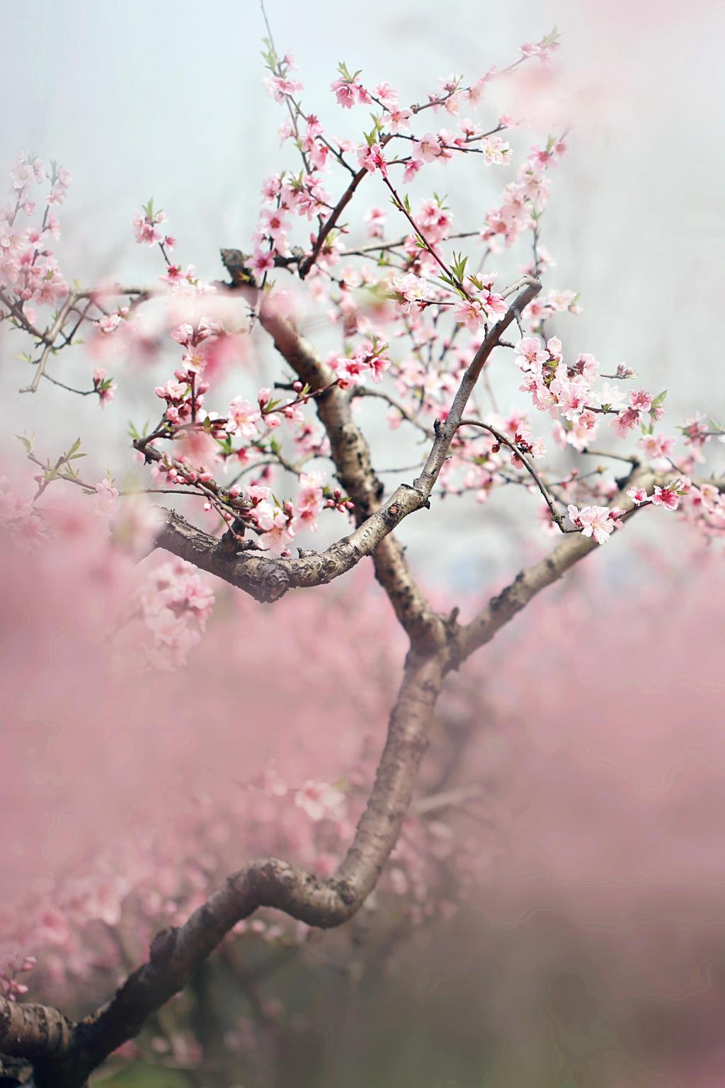 浪漫迷人的花花世界