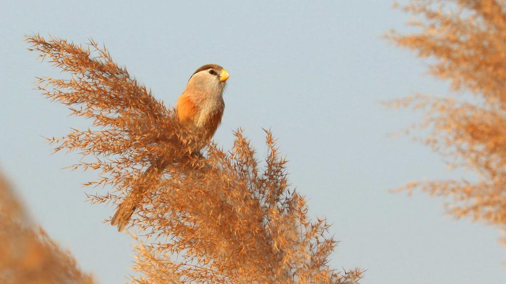 活泼的震旦鸦雀