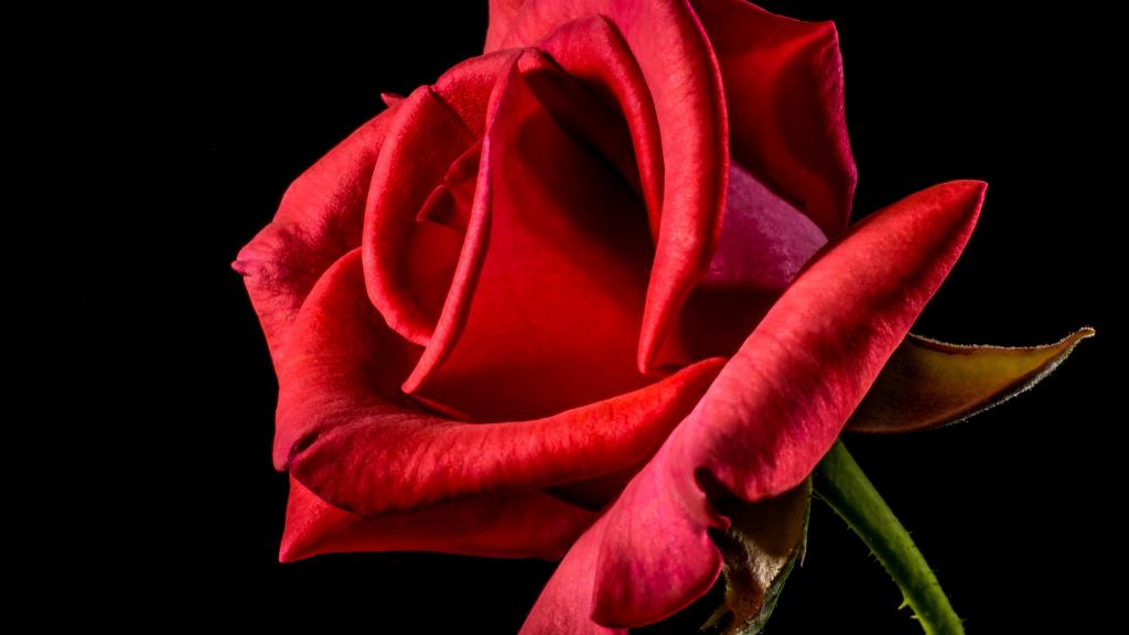 芬芳娇艳的红玫瑰