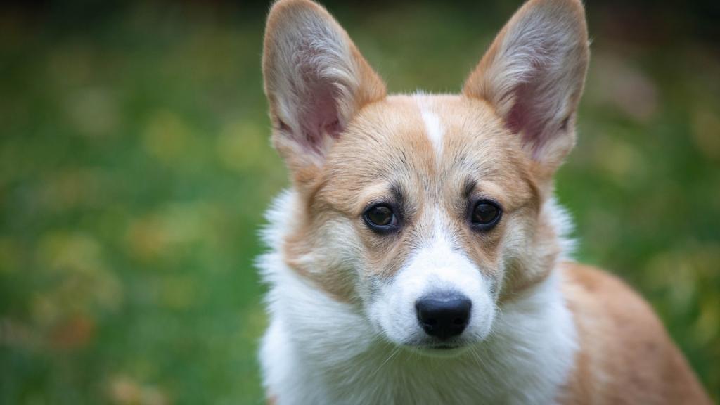 威尔士柯基犬,高清图片,电脑桌面-壁纸族