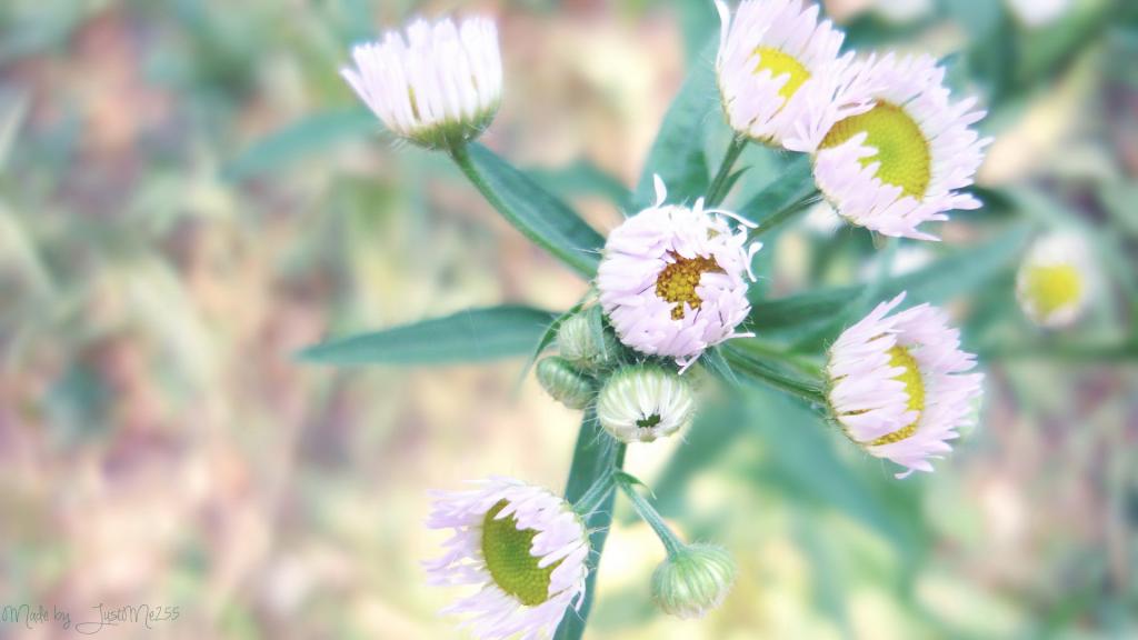 各色各样的娇花