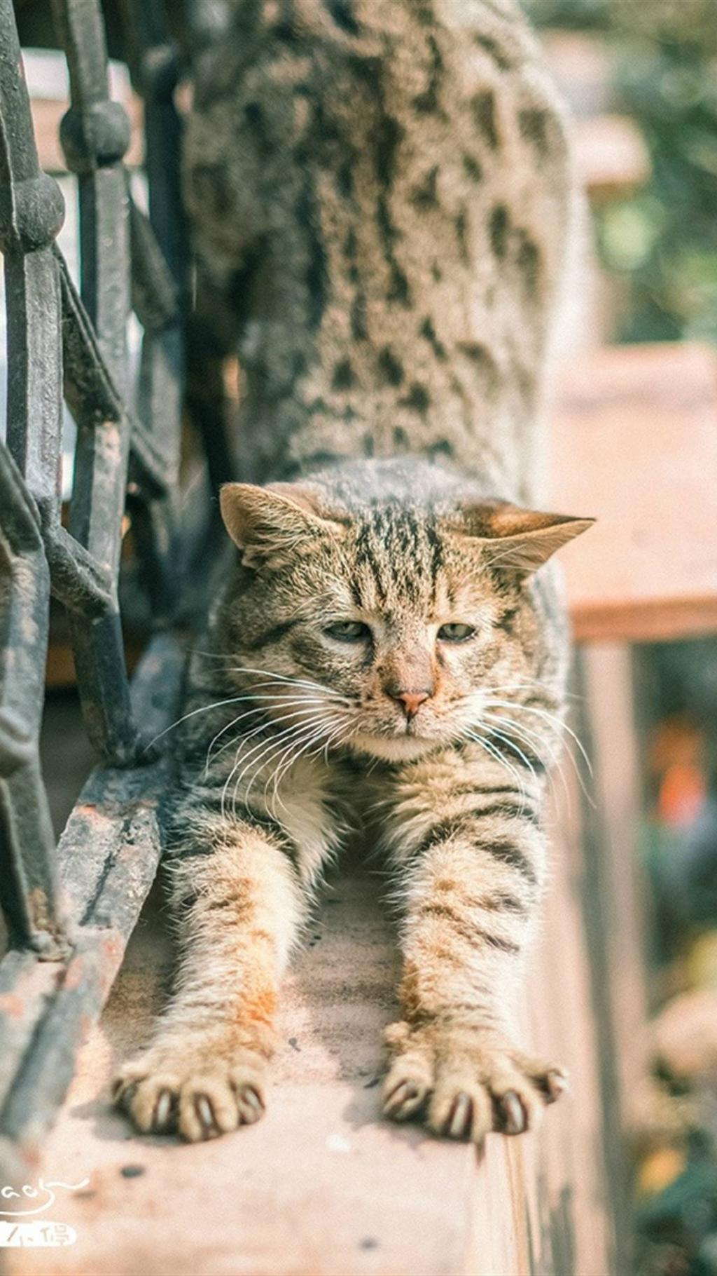 小猫伸懒腰