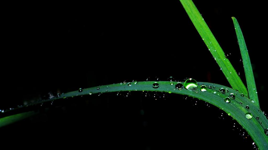 叶子上的晶莹水珠