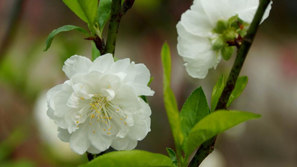 洁白的白碧桃花