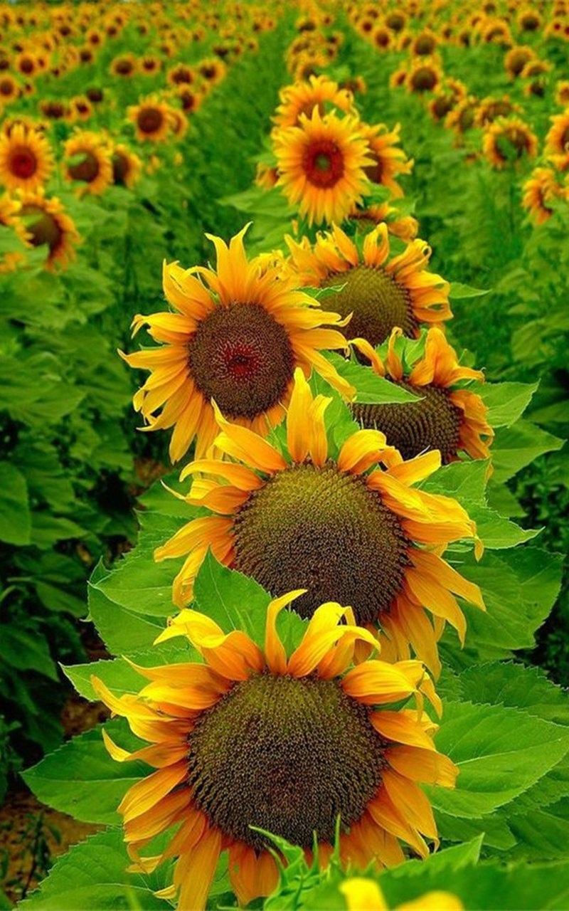 小清新植物盆栽