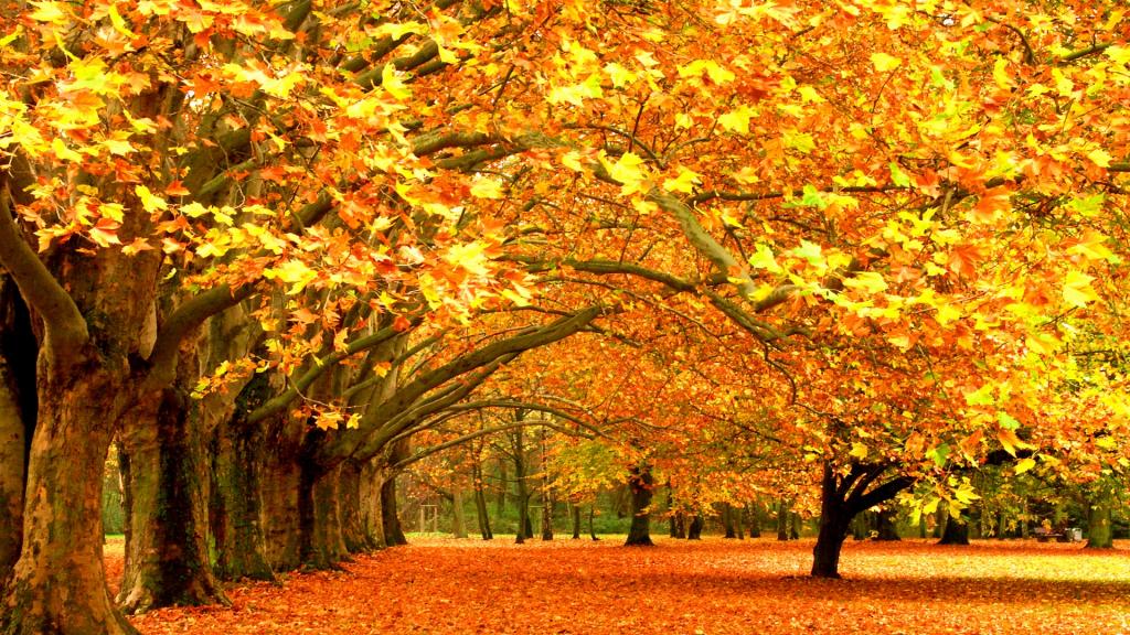 秋天的童话-秋天美丽物语