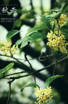 唯美桂花-1