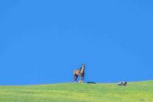 清新迷人草原自然风光