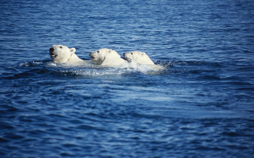 飞翔爬行的野生动物
