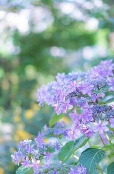 小清新绣球花唯美简约花语