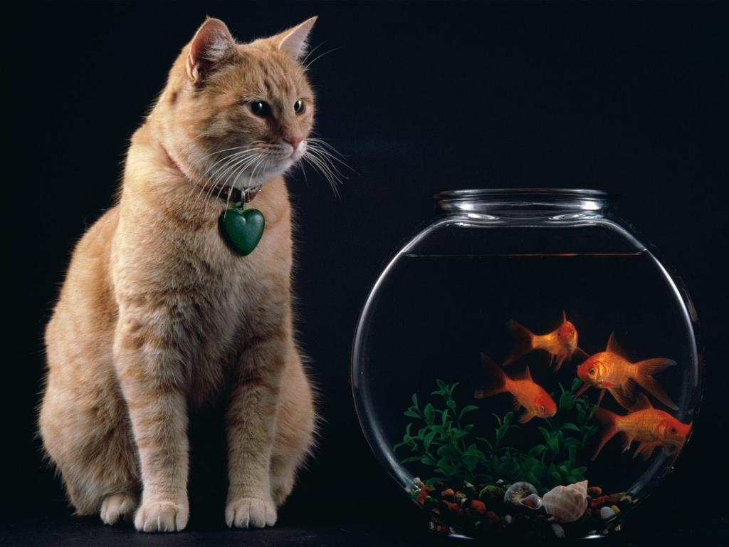 圣诞夜猫咪写真