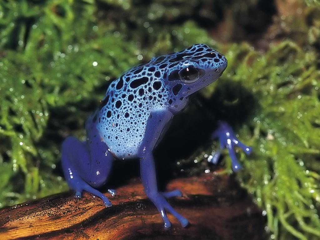 鲜艳的蛙类特写