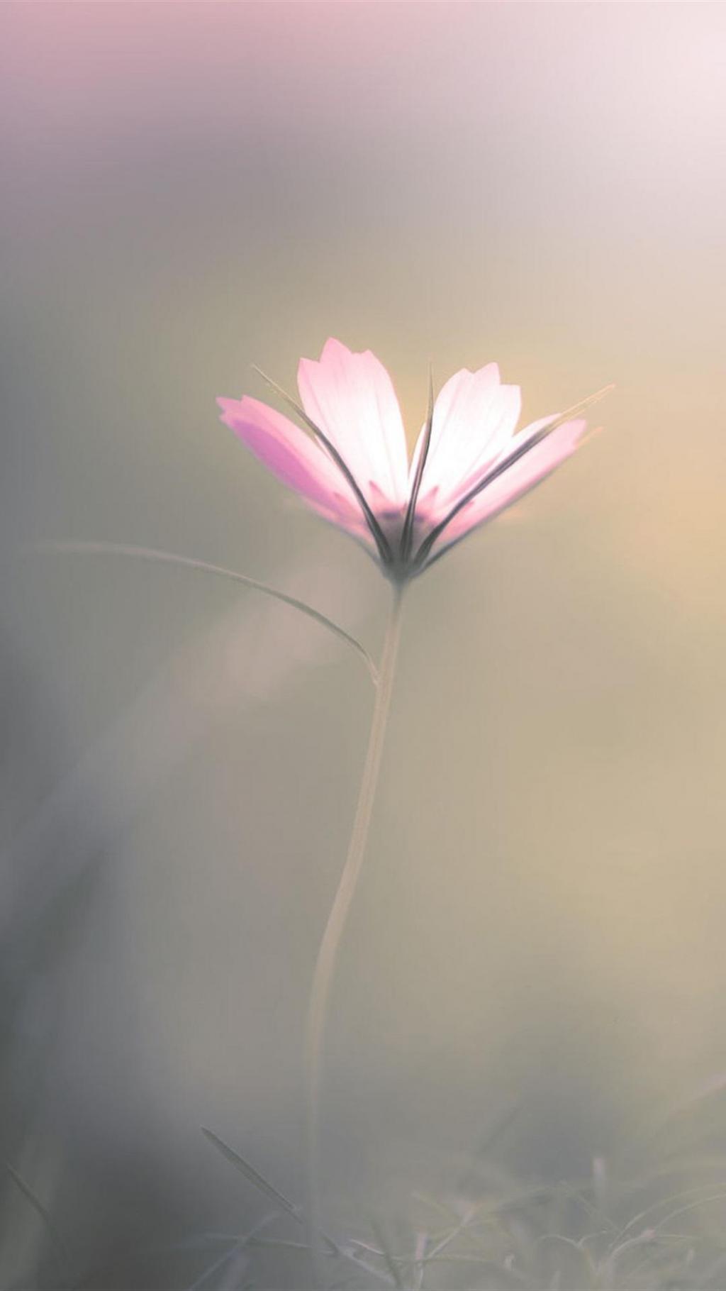 朦胧美清新花卉合集