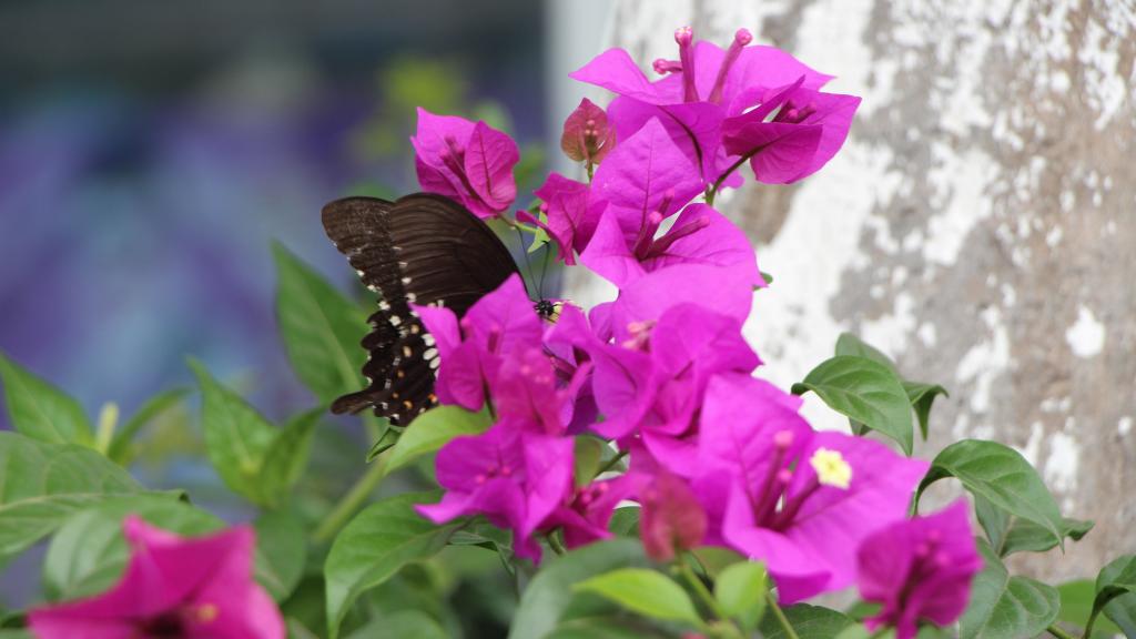厦门市花三角梅图片