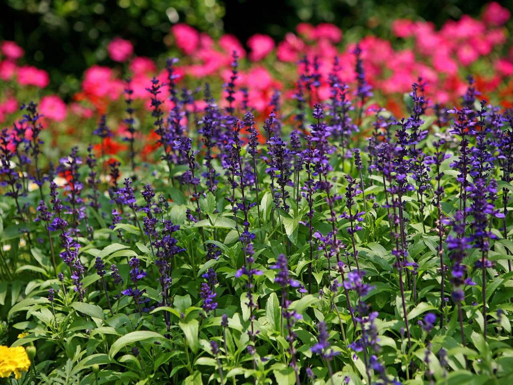 太子湾公园风光