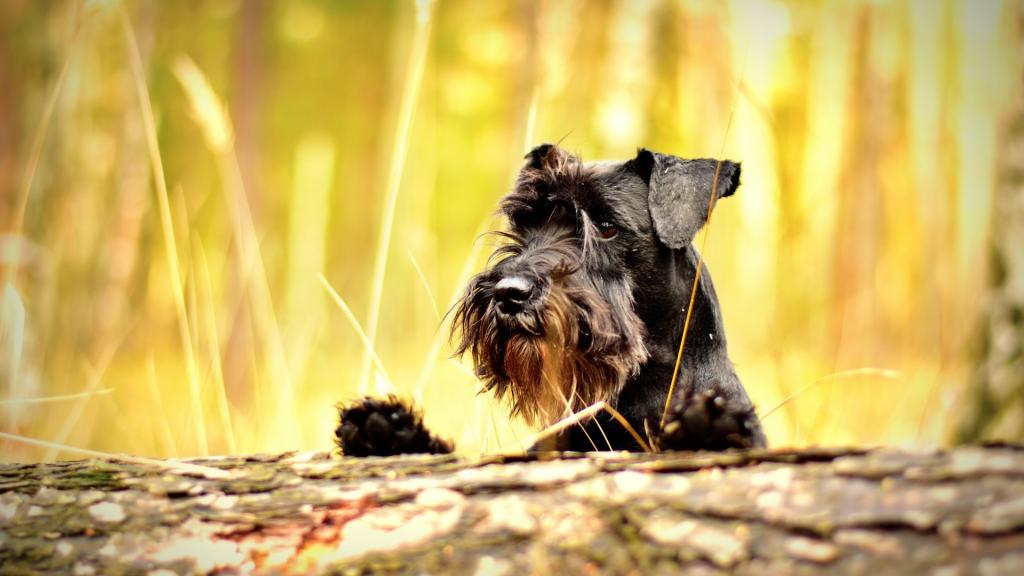 雪纳瑞可爱写真