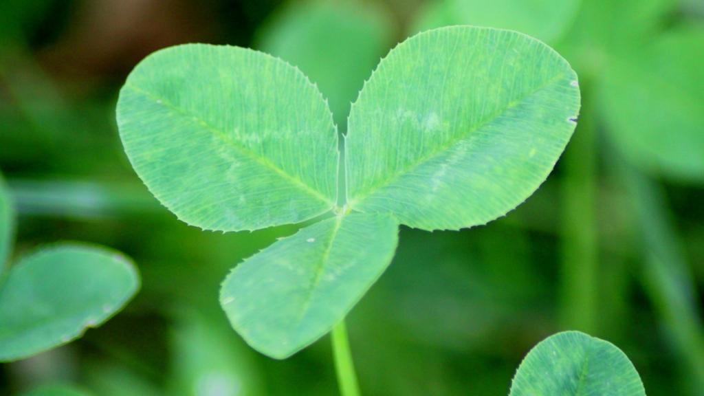 送给你幸运之草