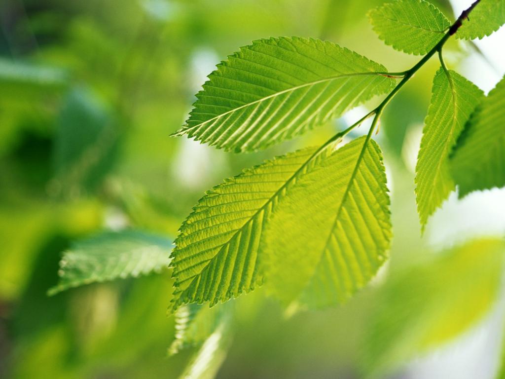 青翠欲滴的绿叶