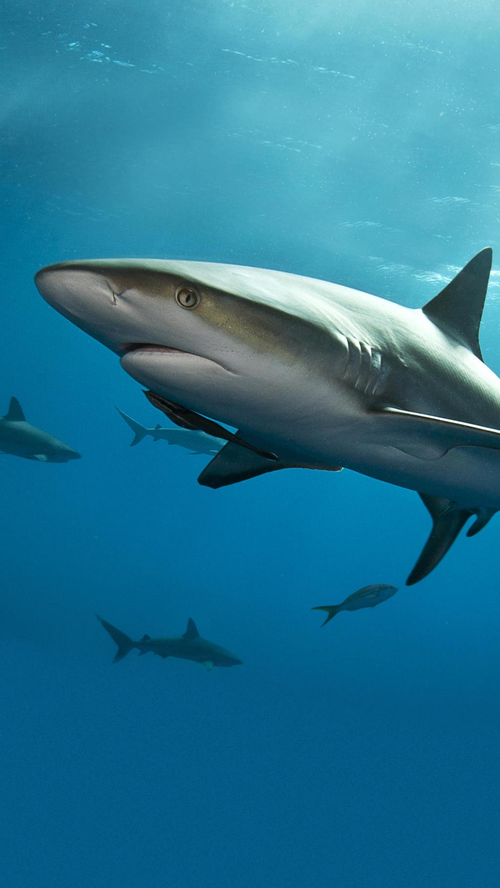 华为荣耀7官方壁纸 第二辑