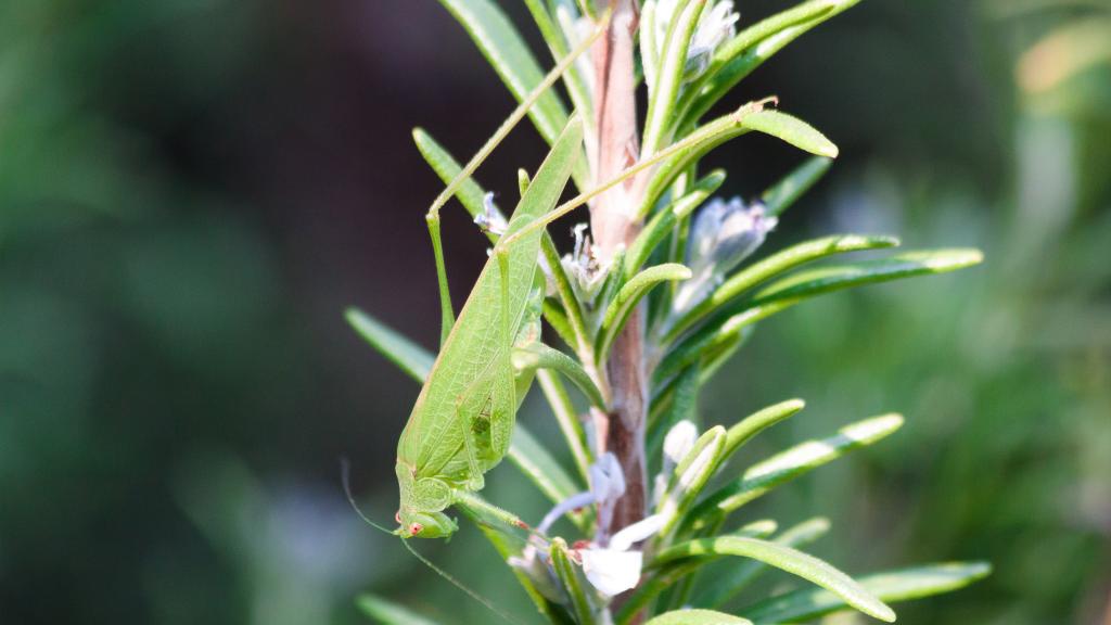 清新宜人的迷迭香花草