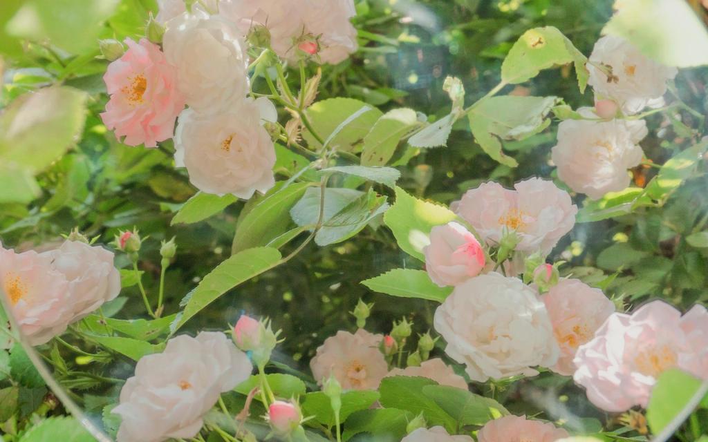 海棠花绚烂盛放清新养眼写真