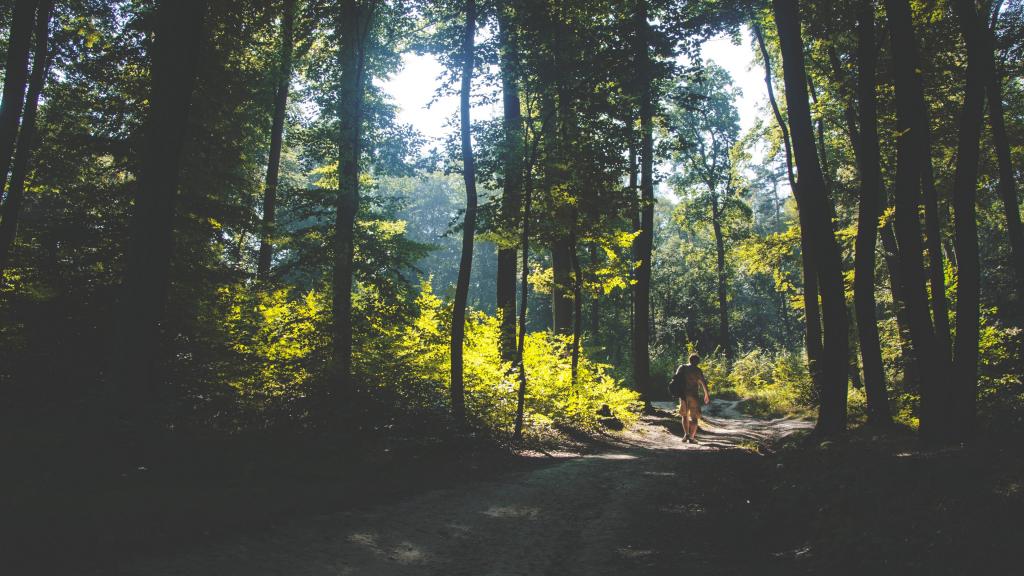 山林中的幽静小路