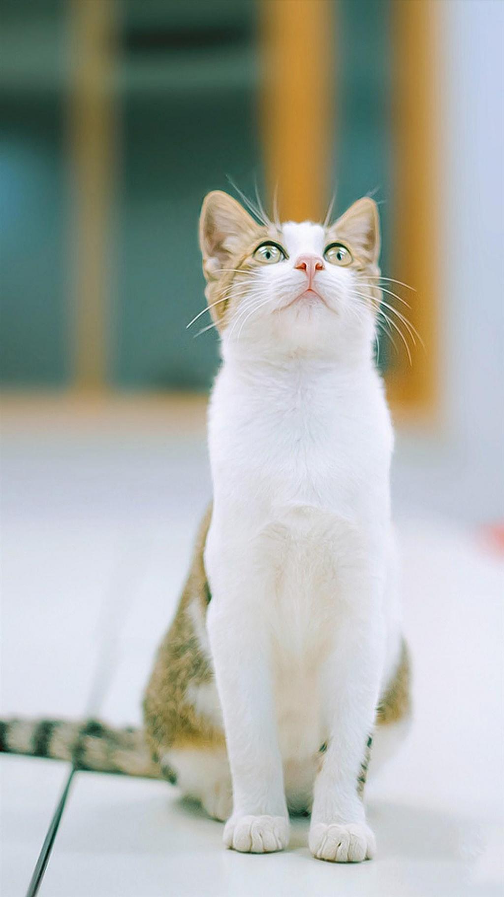 超萌喵星人安卓壁纸下载