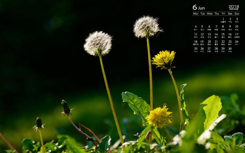 2018年6月唯美蒲公英图片日历