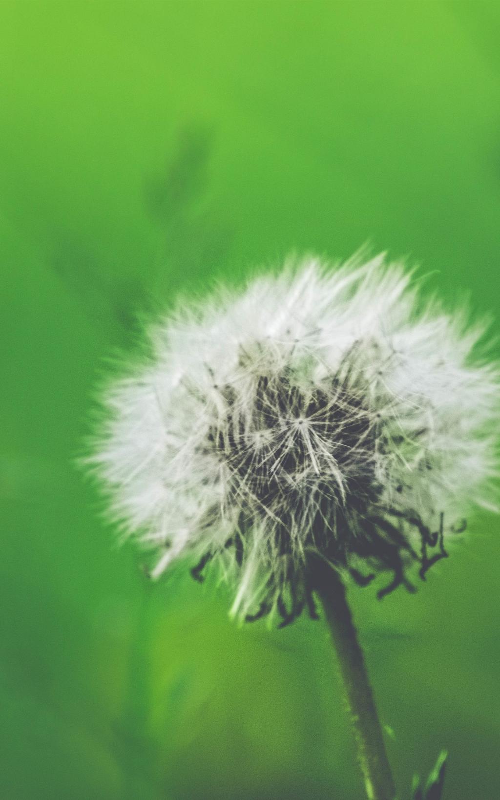 秋天来了，各种花儿盛开了