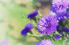 娇艳的紫色花朵