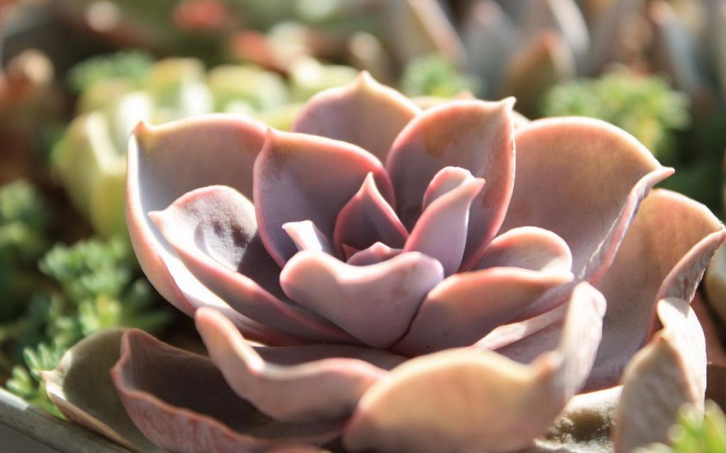 肉肉植物特写图片