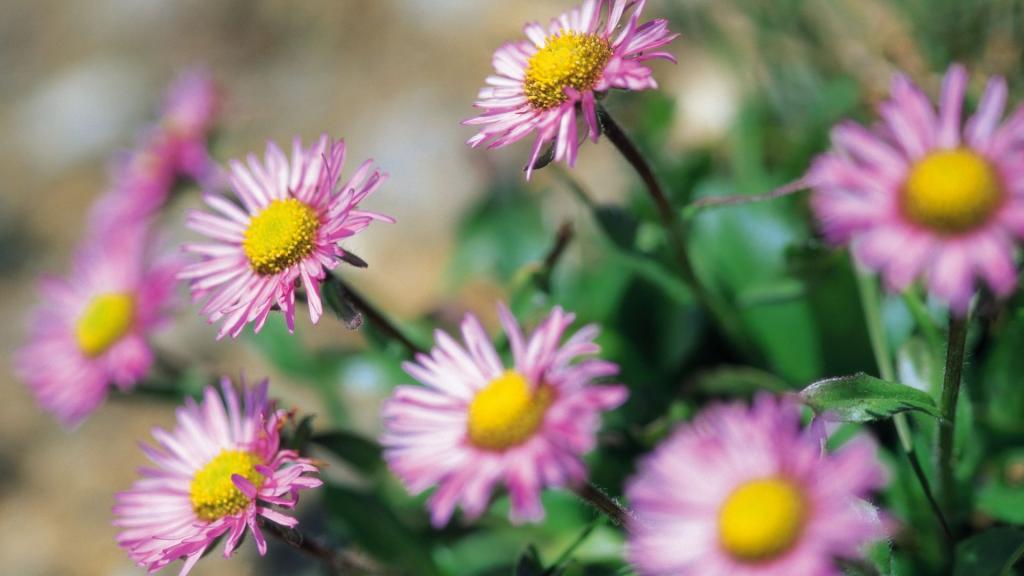 娇媚艳丽的野花