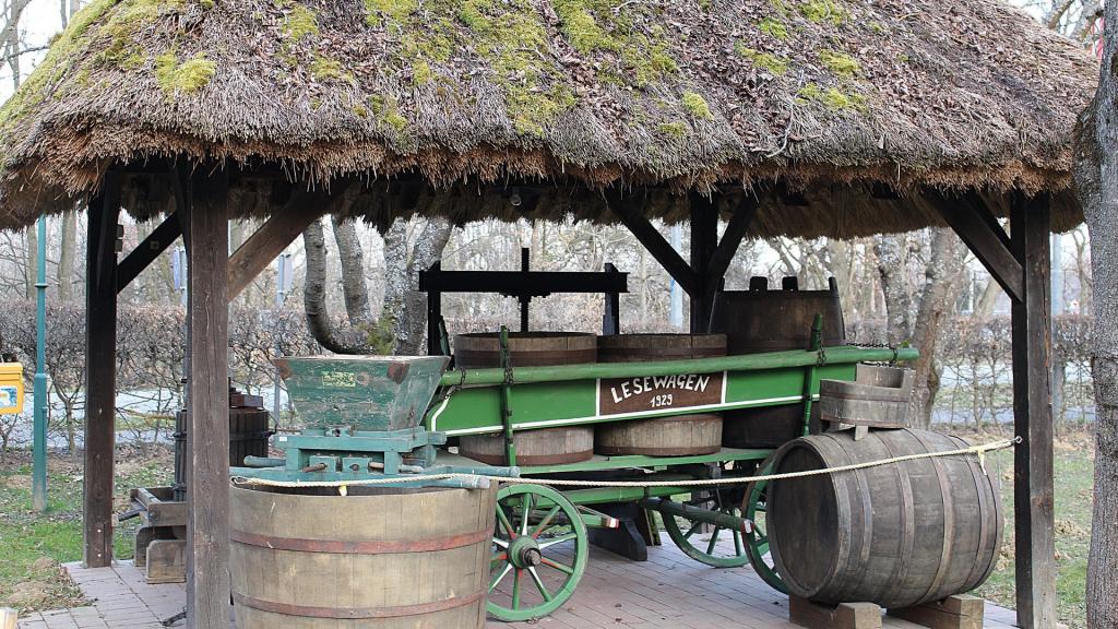 绿色苔藓植物图片
