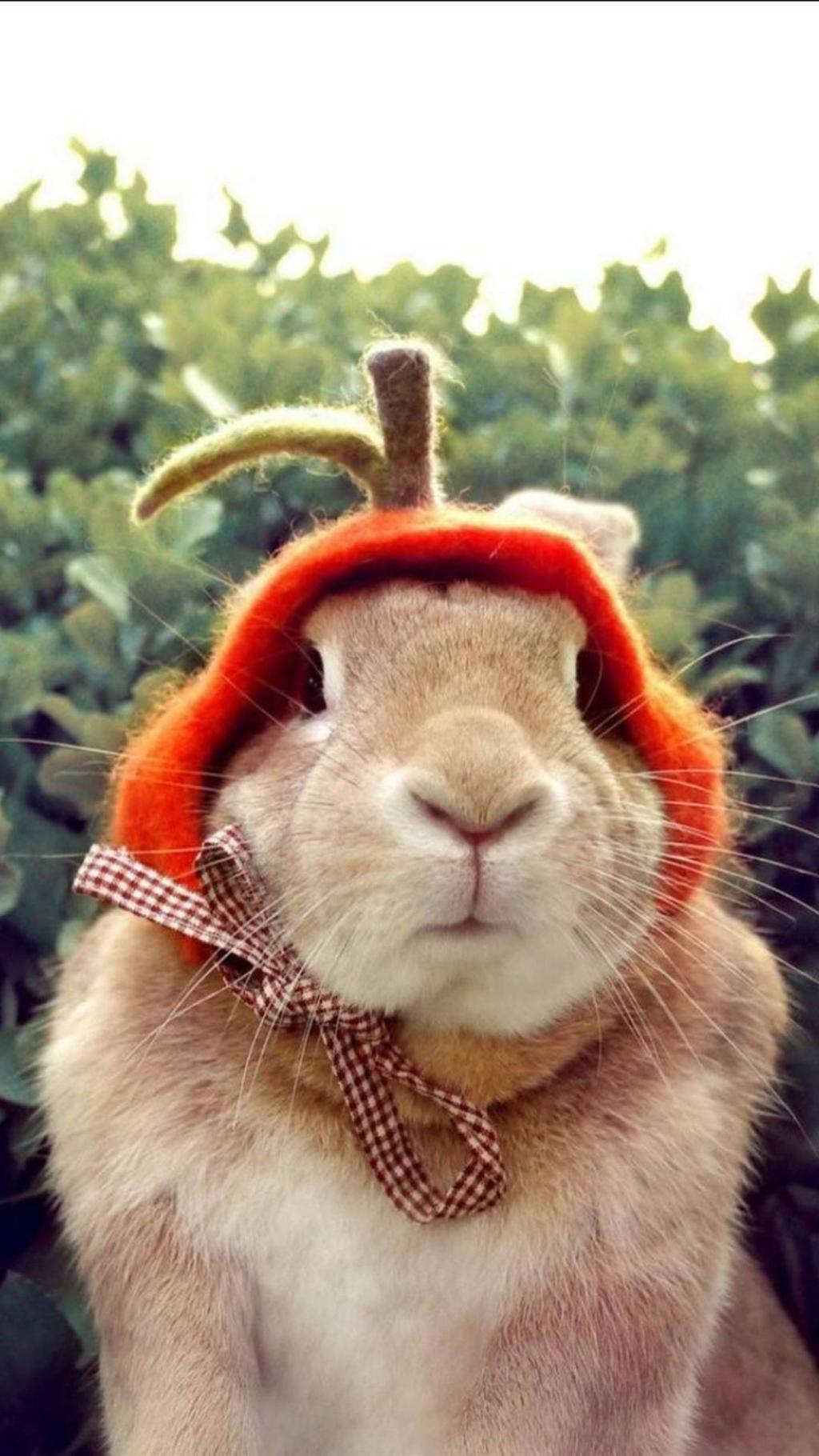 你好呀兔子先生