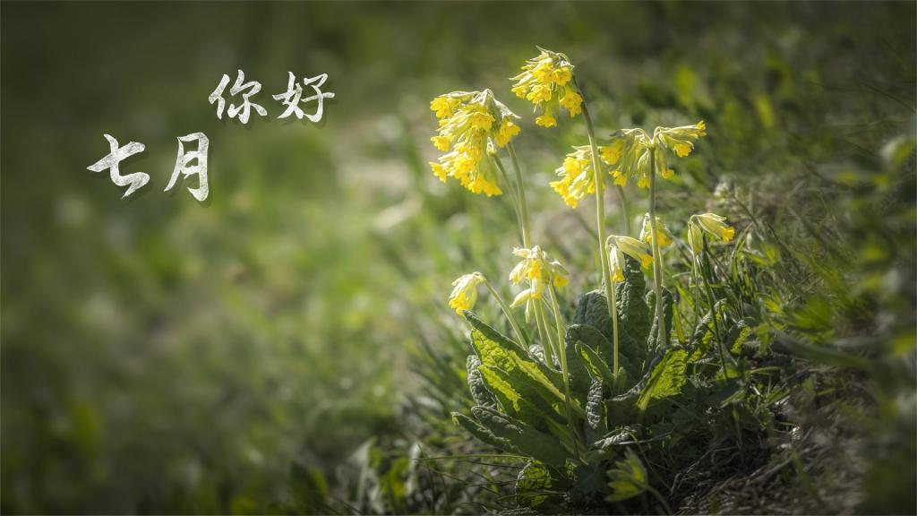 你好,七月