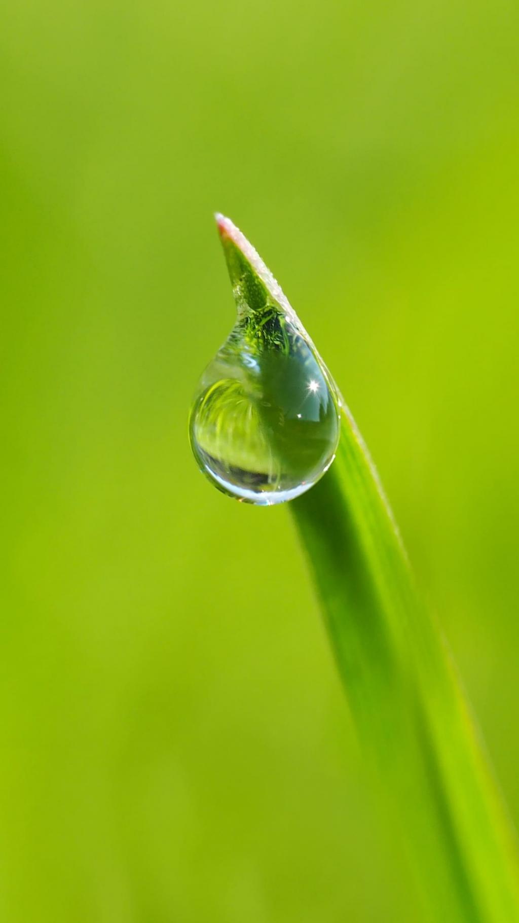 唯美绿色植物写真