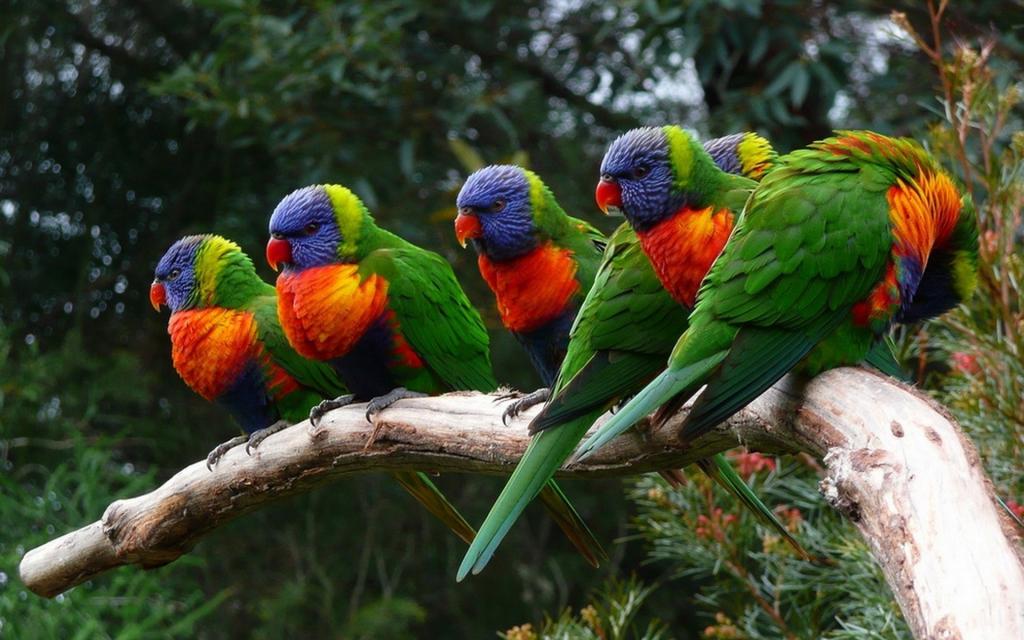 形态各异的野生鹦鹉