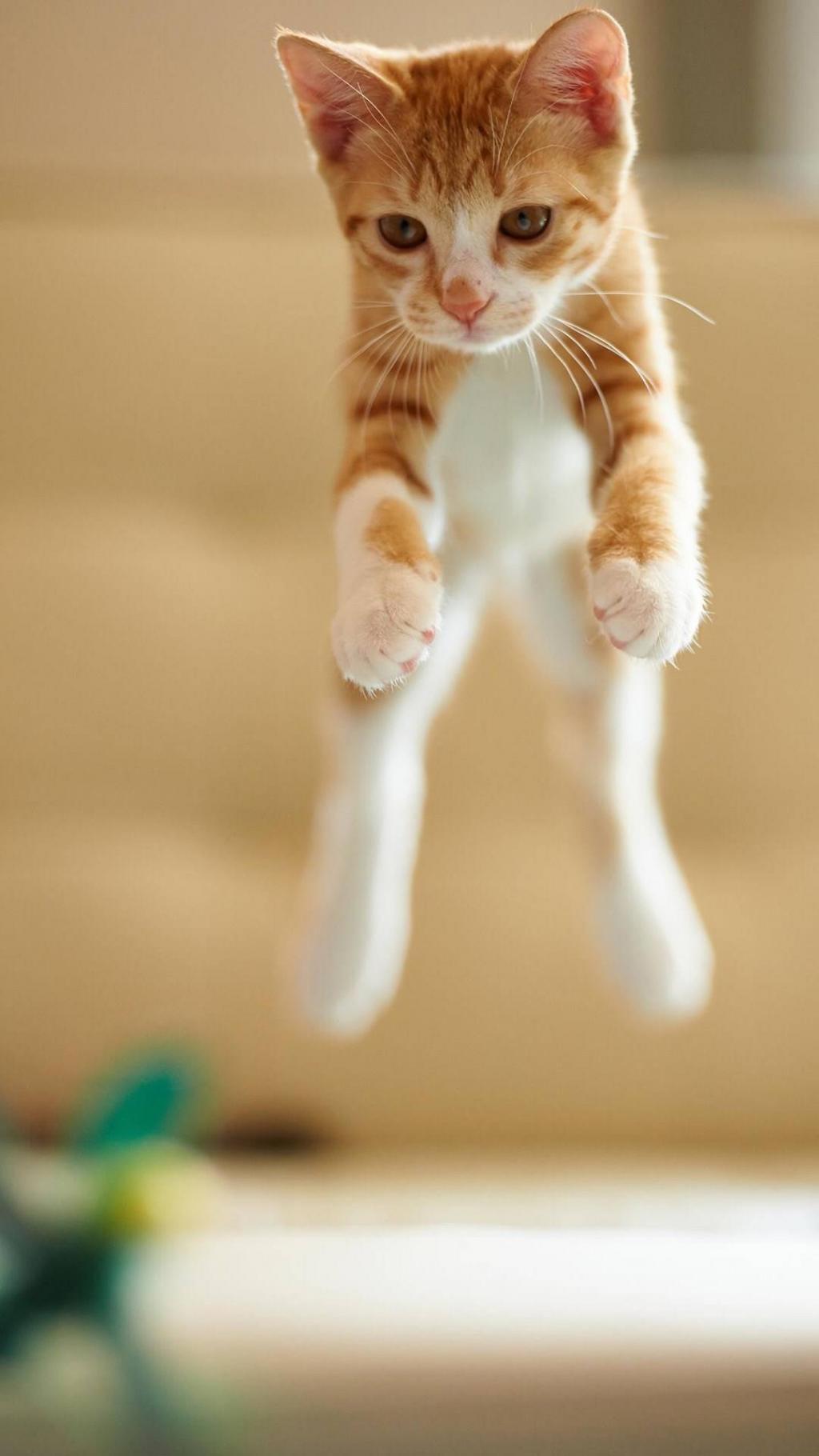 萌萌喵星人来袭