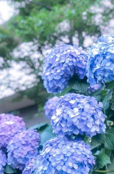 小清新绣球花唯美简约花语-5