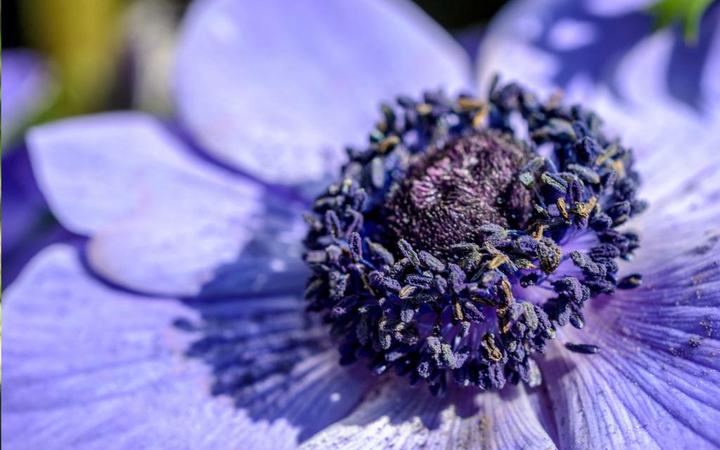 紫色冠状银莲花