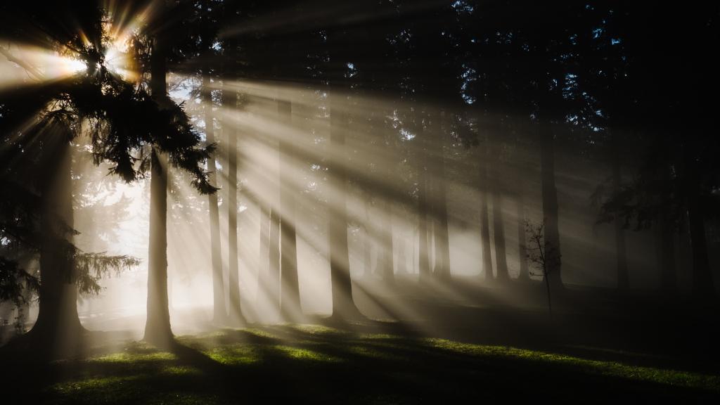 浓郁的树木森林图片
