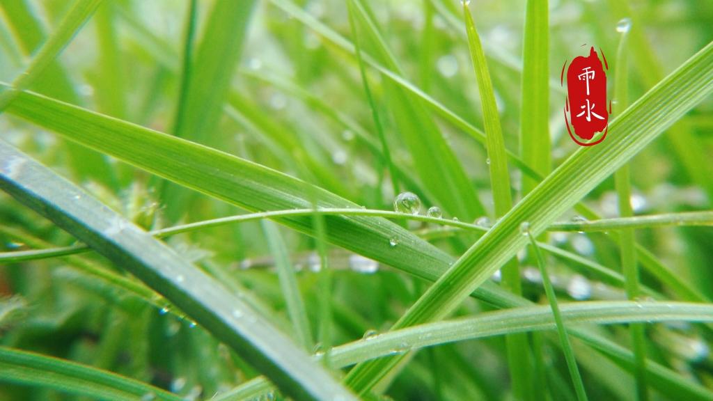 雨水节气到,愿下一场开心雨